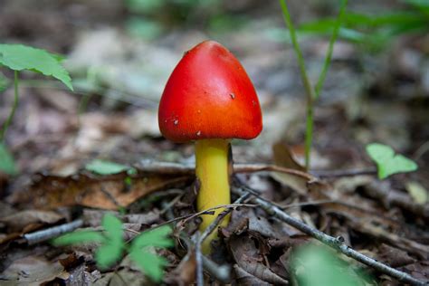 Forest mushrooms - Spread the morel powder on a plate and lay each fillet, butter side down in the powder to evenly coat. Let fish stand. Remove hot skillet from oven, spray with non-stick cooking spray. Lay 4 fillets, skin side down in the skillet. Bake for 5 minutes of until fish flakes easily with fork. 